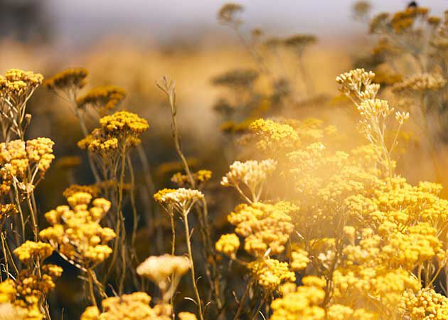 THE IMMORTELLE FLOWER